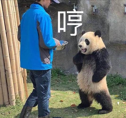 穿着蓝色衣服的熊

描述已自动生成